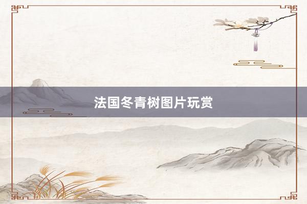 法国冬青树图片玩赏