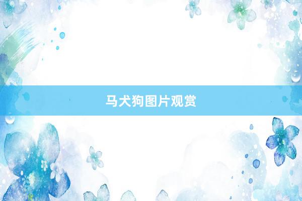 马犬狗图片观赏