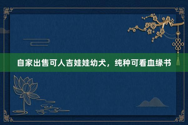 自家出售可人吉娃娃幼犬，纯种可看血缘书